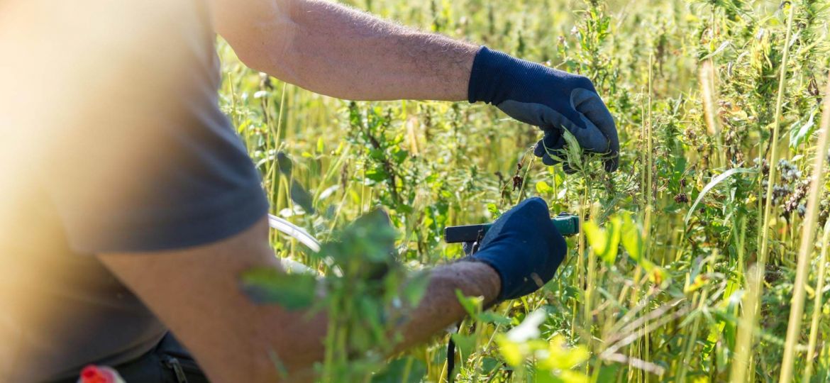 konoplja skarje rokavice