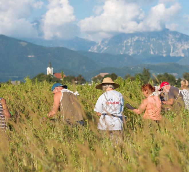 Ročno nabiranje za BIO CBD kapljice