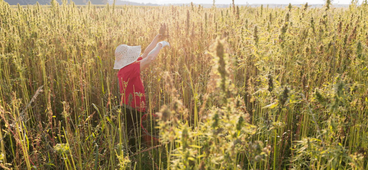 rocno obiranje ekoloske konoplje