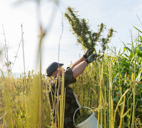 CBD KAPLJICE SPEKTER