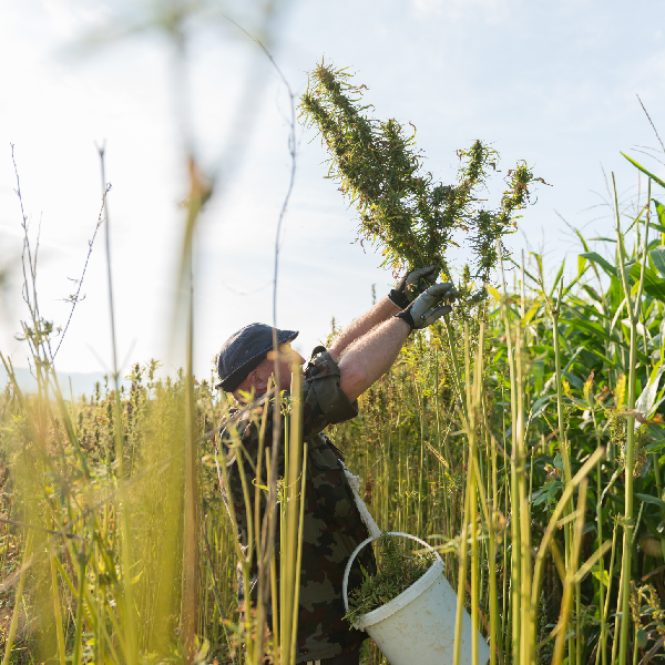 CBD KAPLJICE SPEKTER