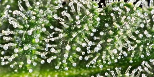 CBD kapljice ekokor lokalne