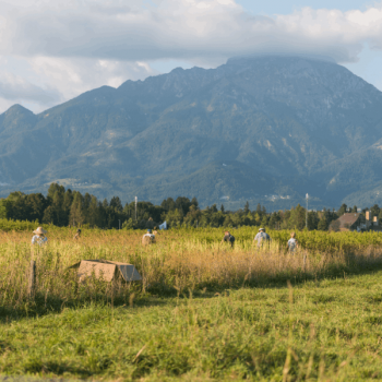 Žetev ekološke konoplje na kmetiji pr Šmajd