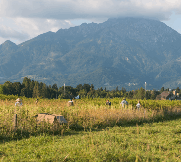 Žetev ekološke konoplje na kmetiji pr Šmajd
