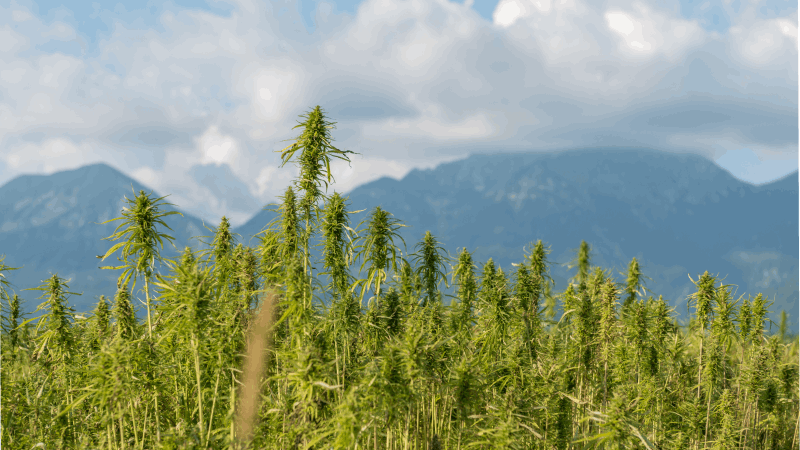 CBD alizheimer ekokor