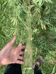 CBD kapljice koza konoplja steblo