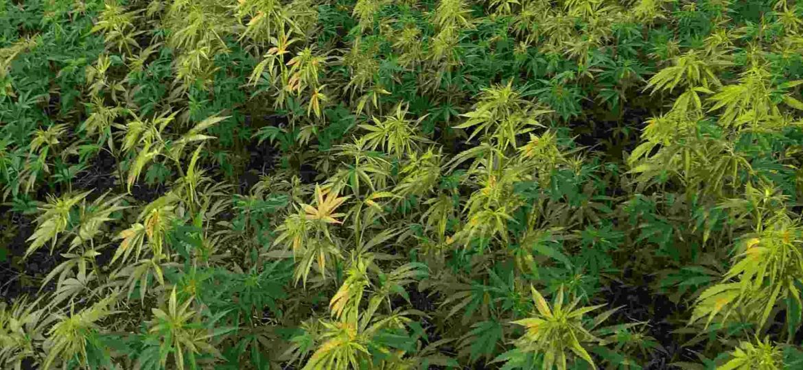 anksioznost CBD polje