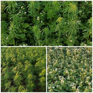 anksioznost CBD kapljice