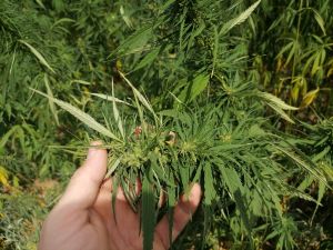 roka vršiček konopljino polje EkoKor