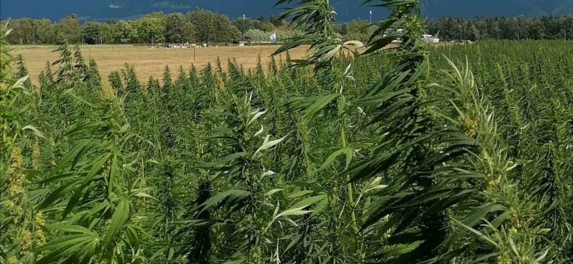 Ekokor konopljine kapljice kajenja