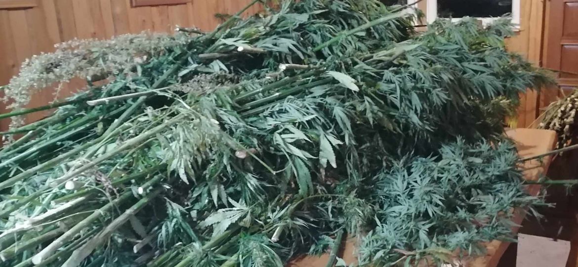 CBD konopljine kapljice miza EkoKor