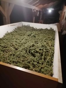 konoplja CBD kapljice stranski učinki sušenje