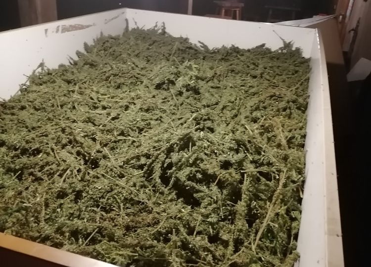 CBD kapljice susenje konoplja
