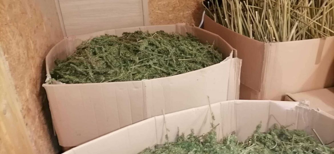 konoplja CBD kapljice stranski učinki skatla